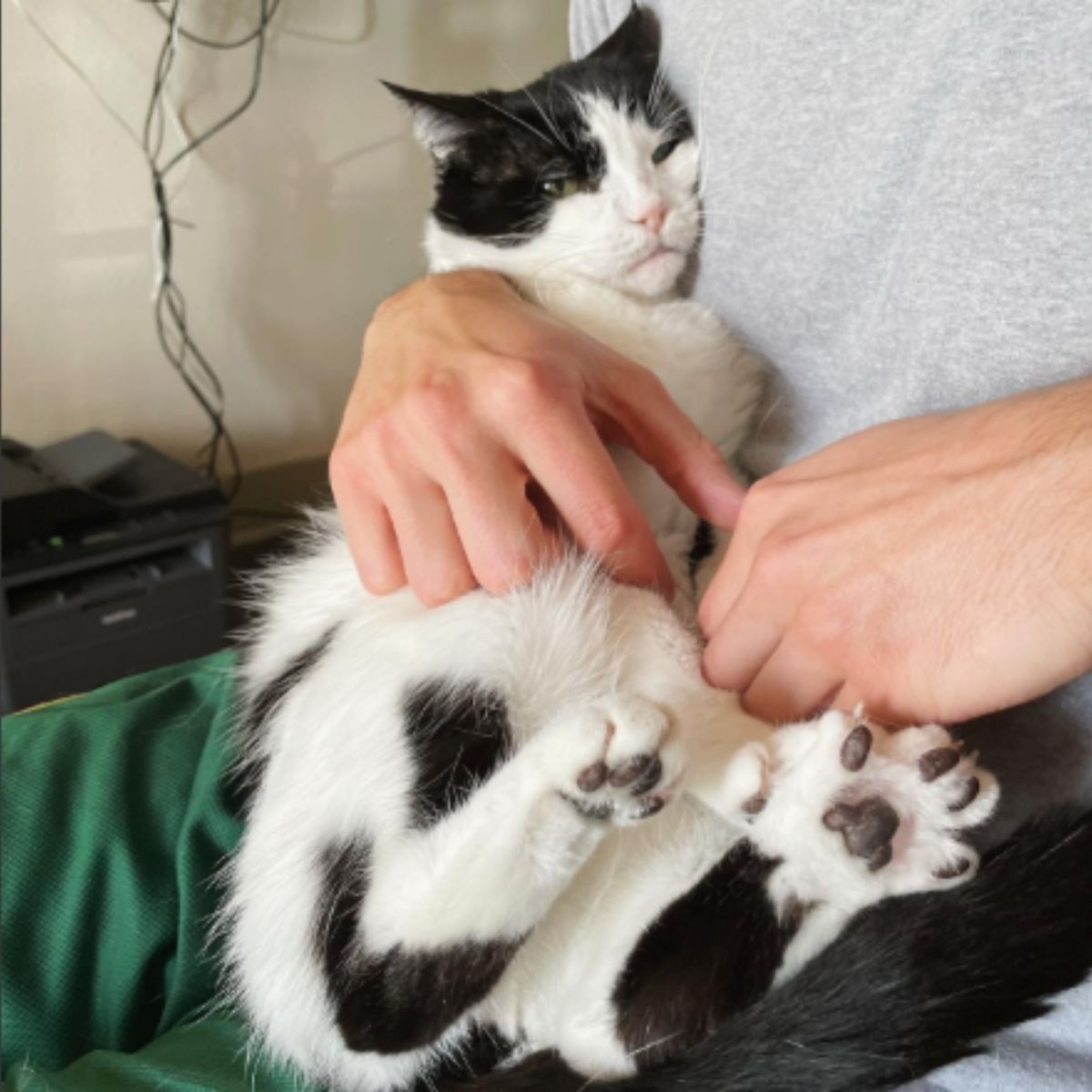 Black and white cat enjoys being cuddled