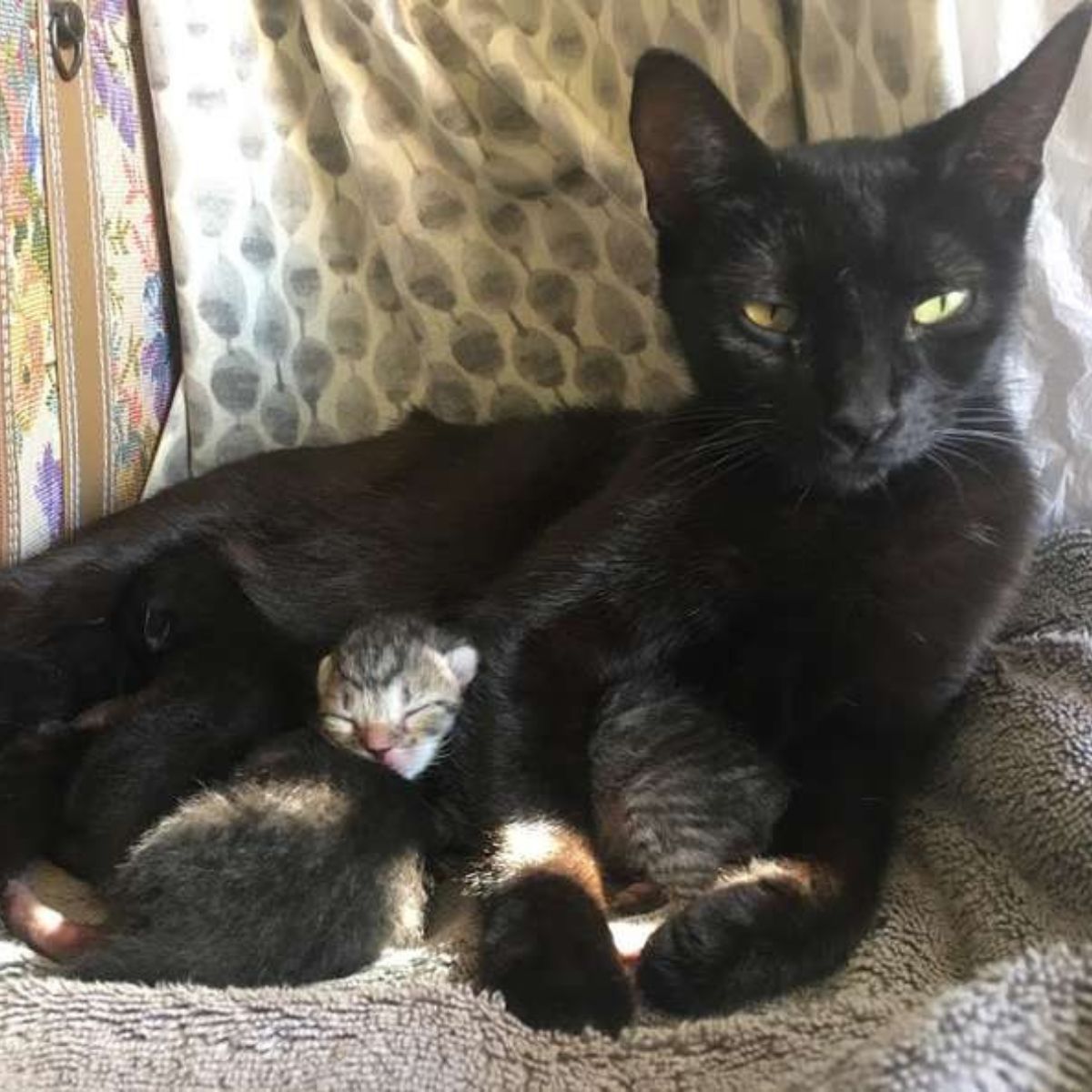 Black mama cat