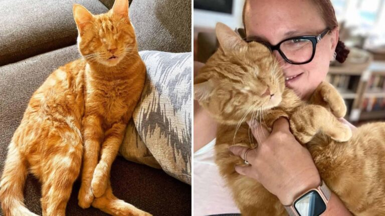 Blind Cat Left Behind In Washington Finds A Forever Home With A Caring Family