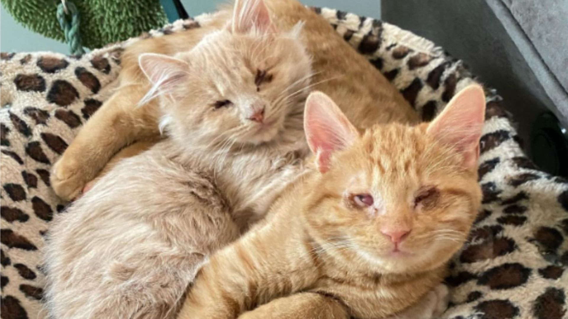Blind Kittens In Pennsylvania Can’t Bear To Be Apart And Have The Cutest Method To Reunite