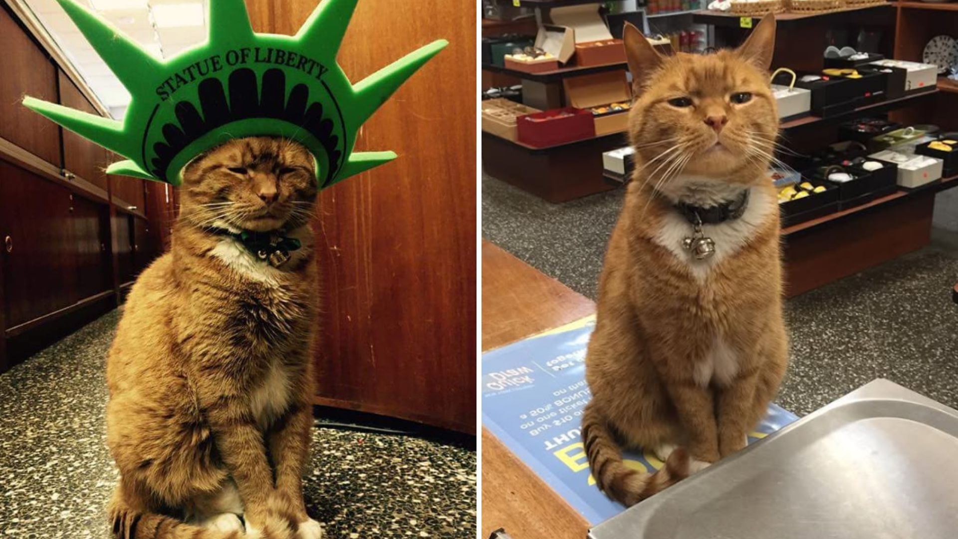 bobo the cat