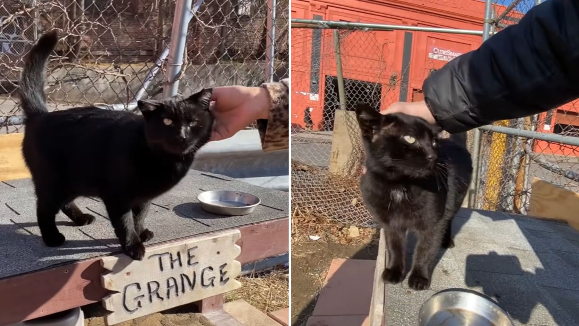 bossy stray cat