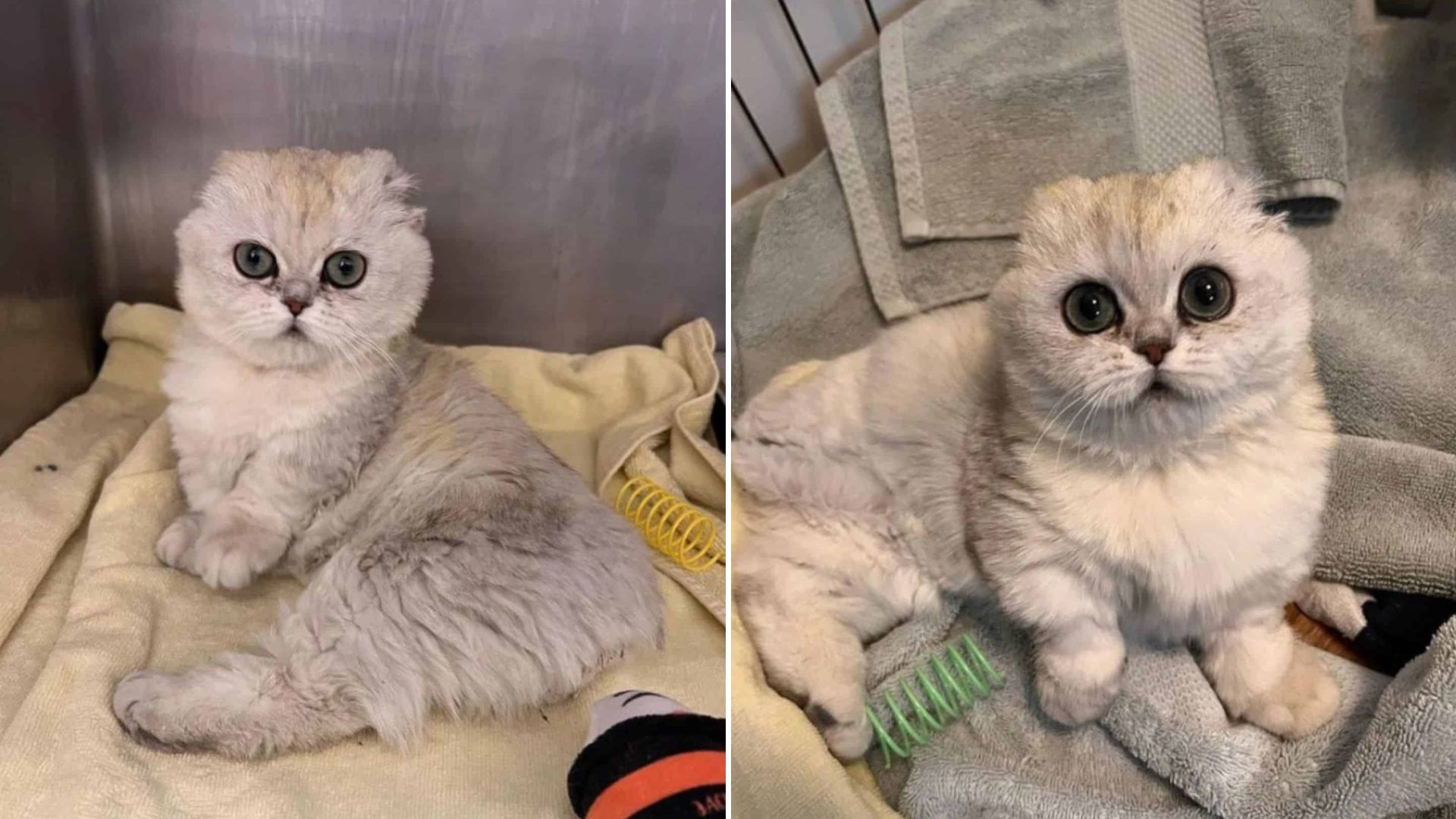 Boston Dog Lover’s Life Completely Changes After Meeting A Special Cat