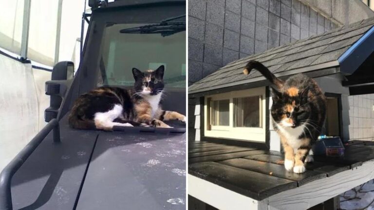 Boston Police Make A Heartwarming Gesture For A Homeless Cat Who Visits Daily