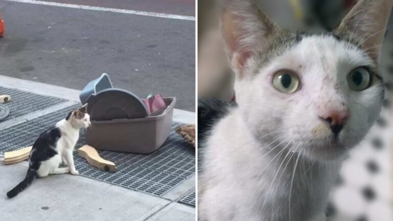 Brooklyn Cat Found Abandoned With His Belongings Scattered Around Him 