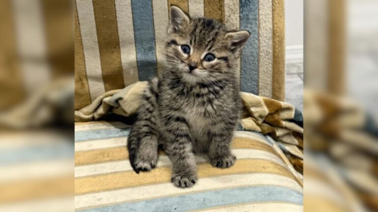 Brooklyn Man Follows Strange Noises And Finds Helpless Kitten In His Basement