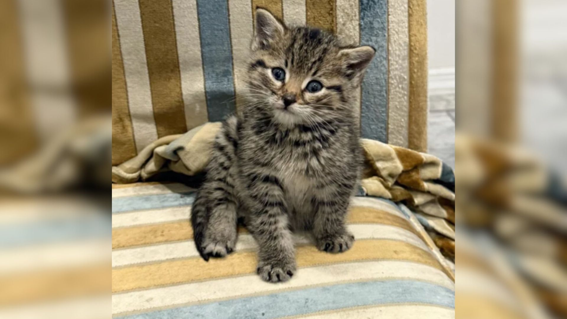 Brooklyn Man Follows Strange Noises And Finds Helpless Kitten In His Basement