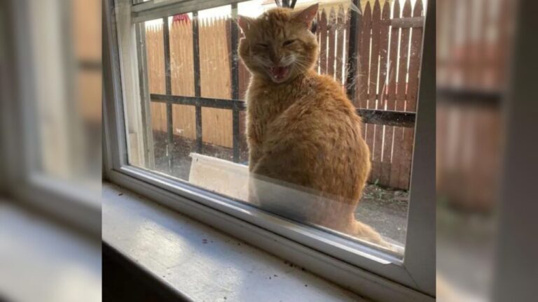 Brooklyn Woman Stunned When Injured Stray Cat Shows Up On Her Windowsill