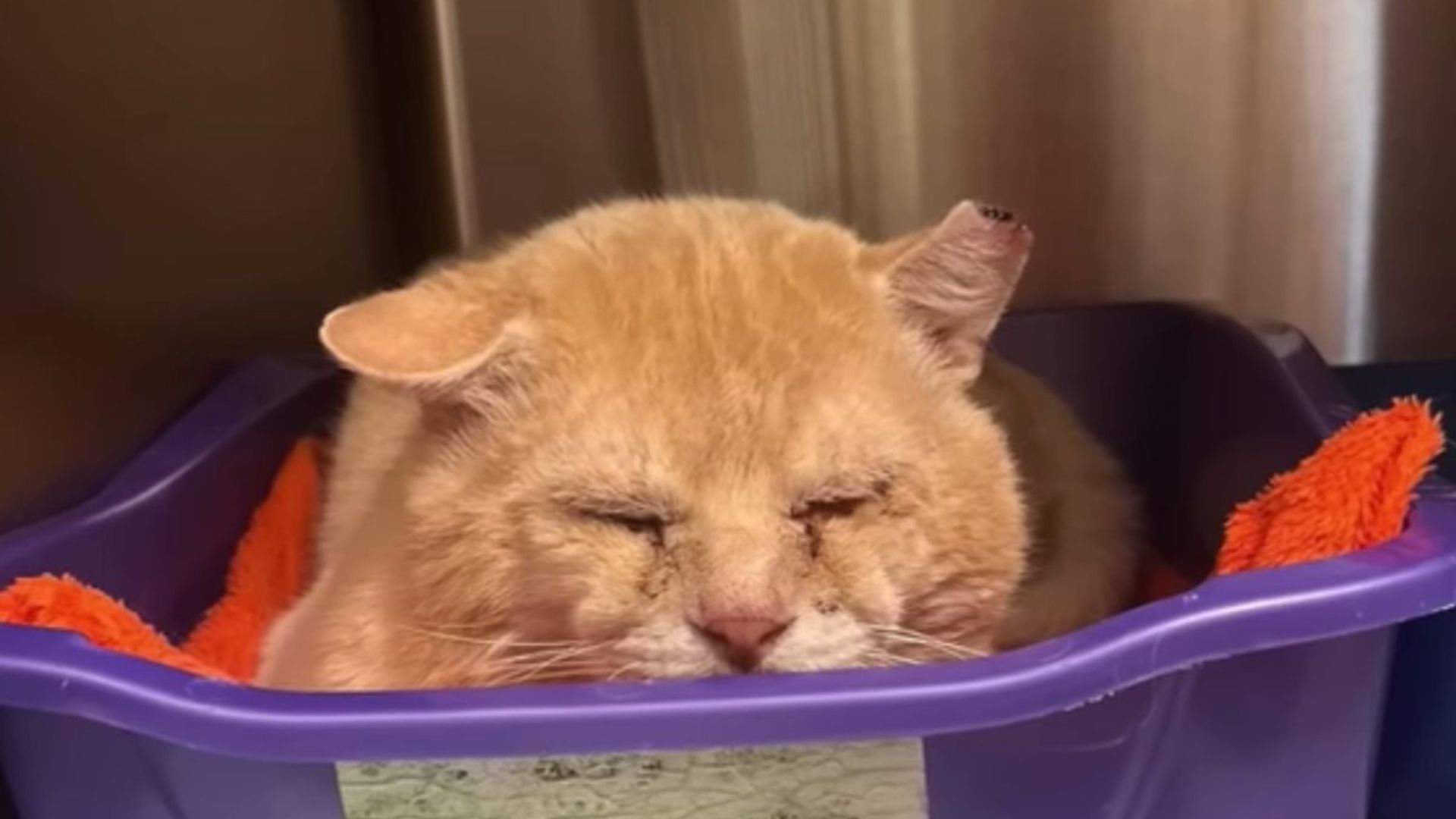 bullied cat