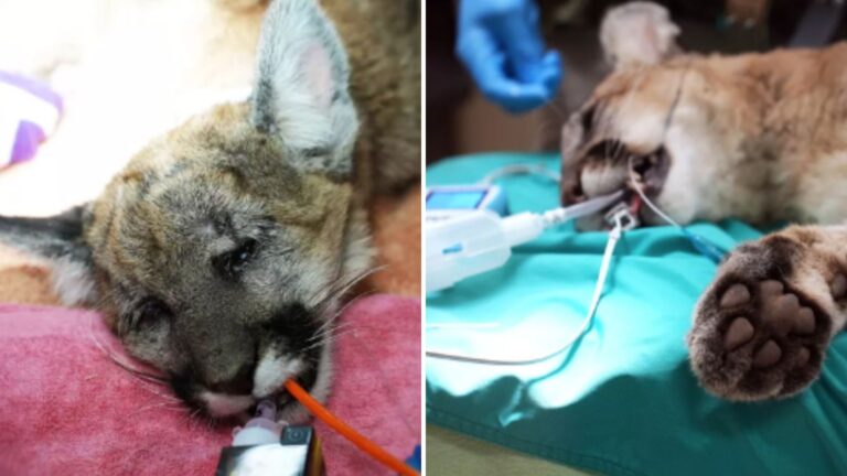 California Baby Mountain Lion Severely Injured In Car Accident Undergoes Leg Surgery