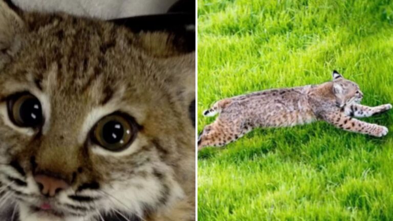 California Bobcat Fights To Break Free From A Barbed Wire Fence