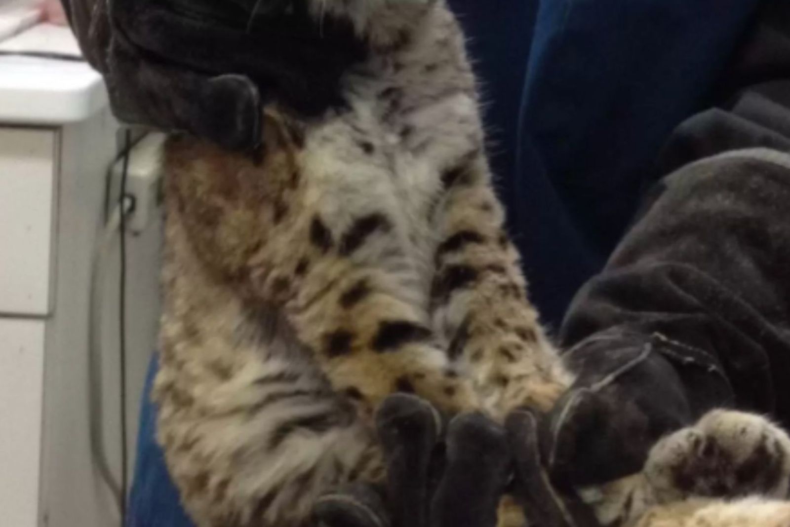 California Bobcat captured
