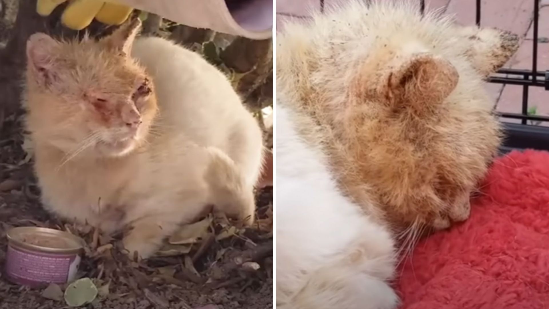 California Cat Clinging To Life In Bushes Gets Rescued At The Last Moment