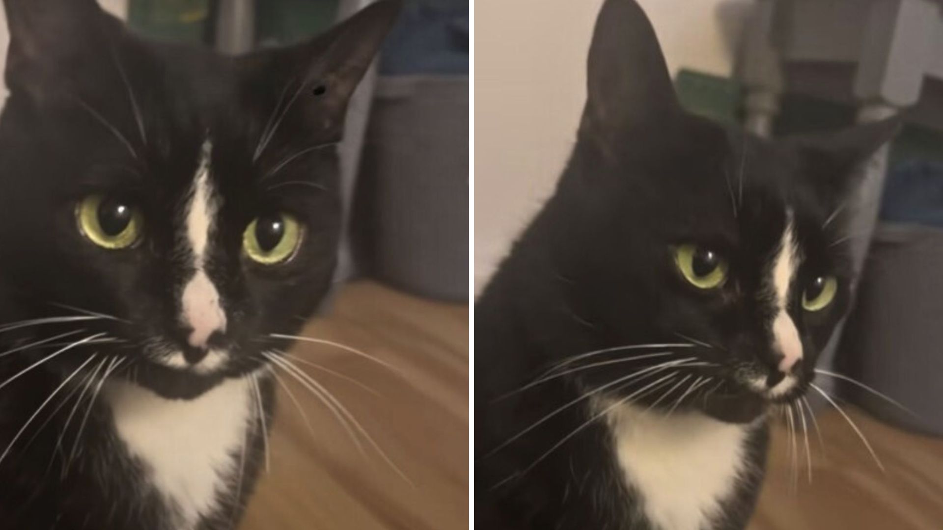 California Cat Leaves Everyone Speechless With Her One Of A Kind Meow