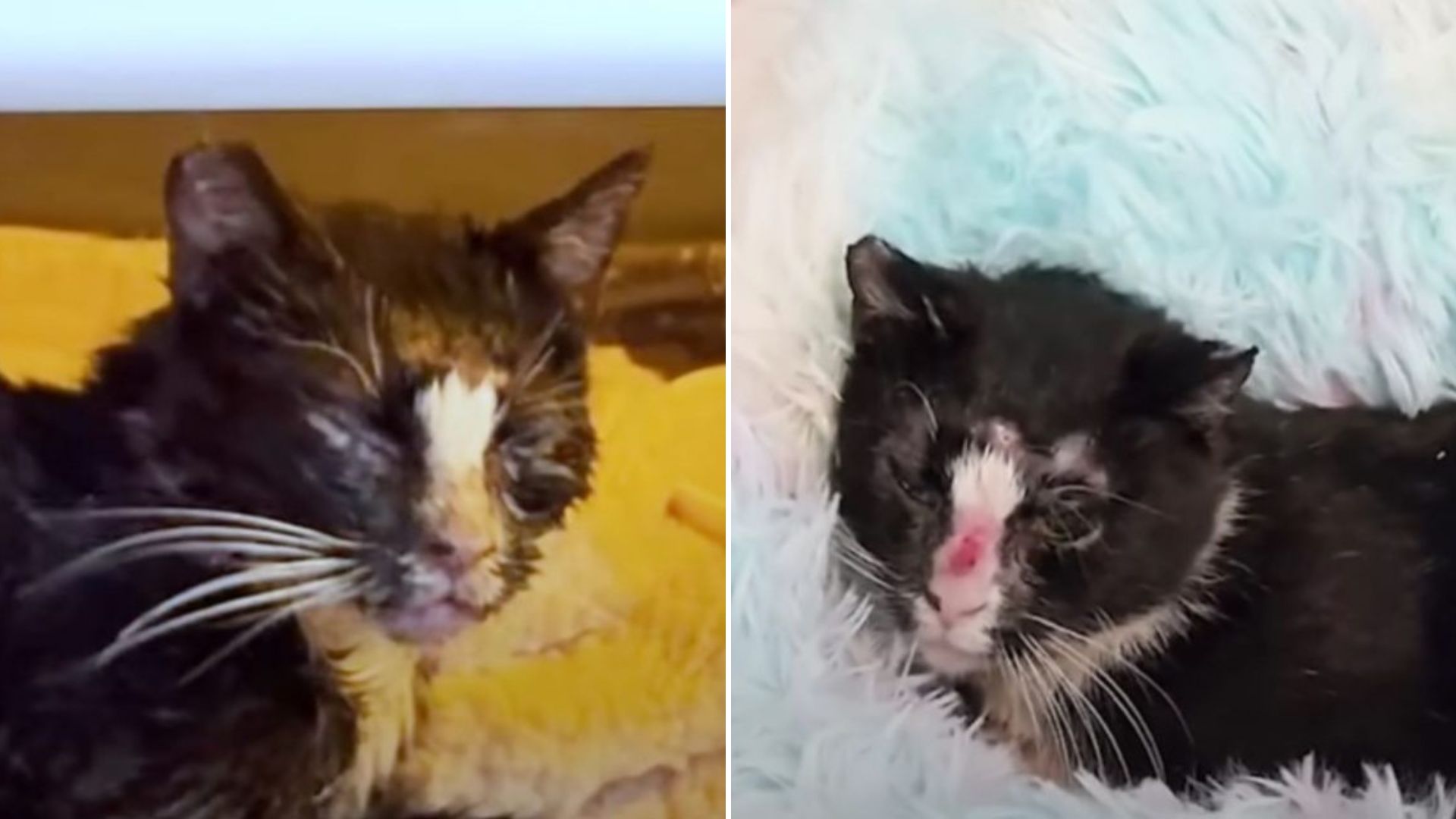 injured cat