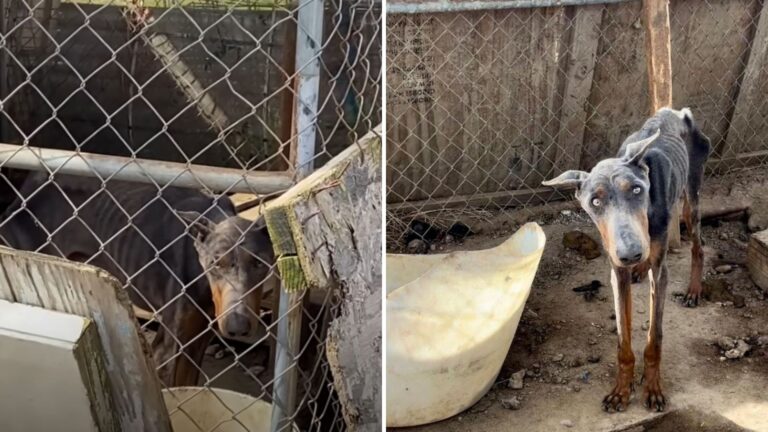 dog in filthy cage