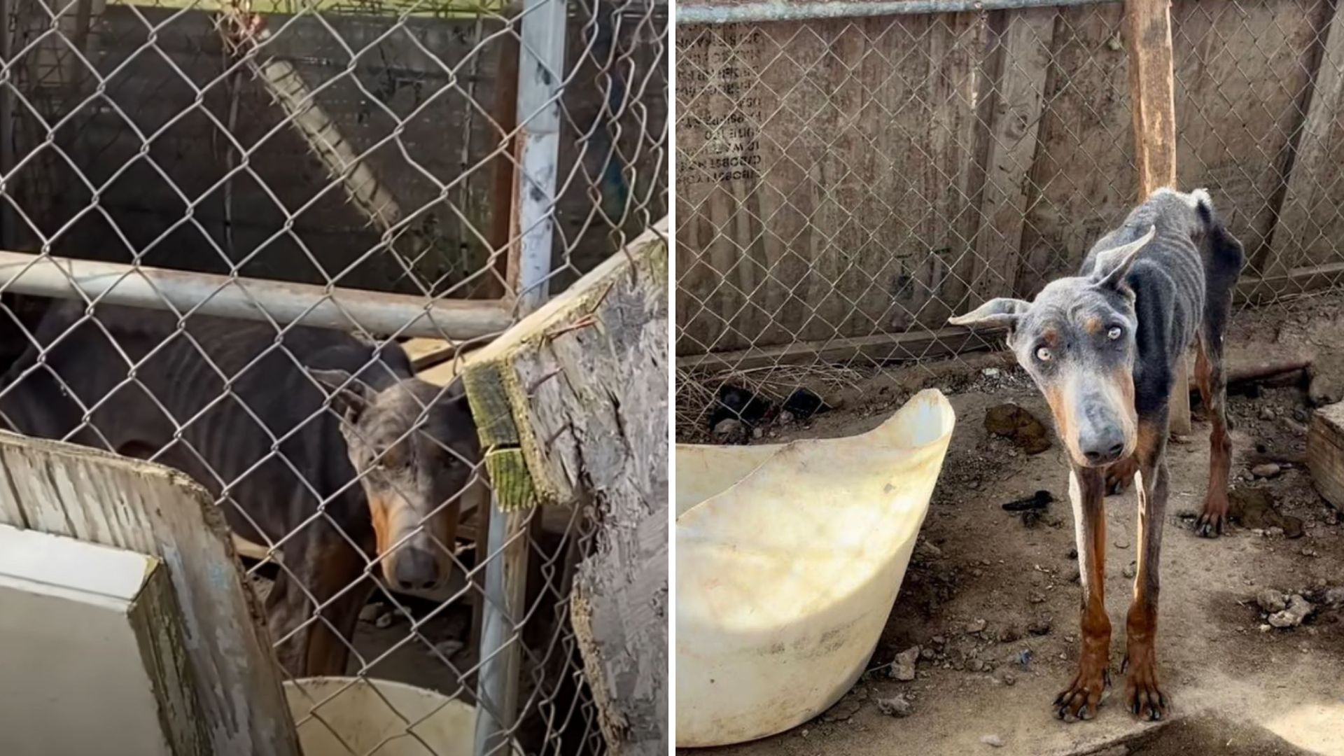 dog in filthy cage