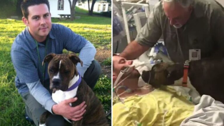 dog visits owner at hospital