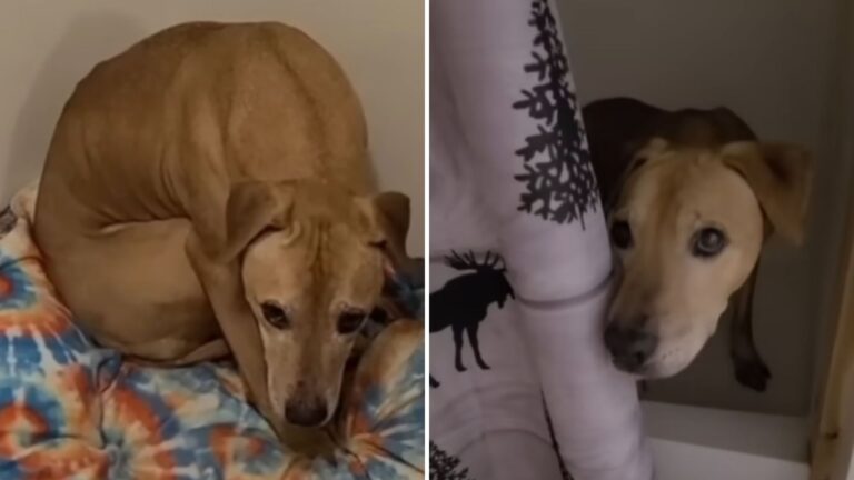 rescued dog