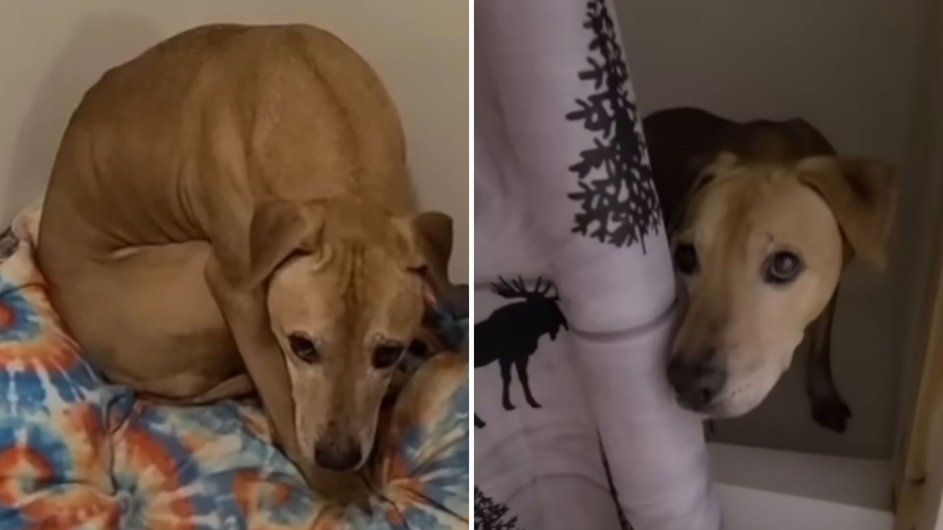 rescued dog