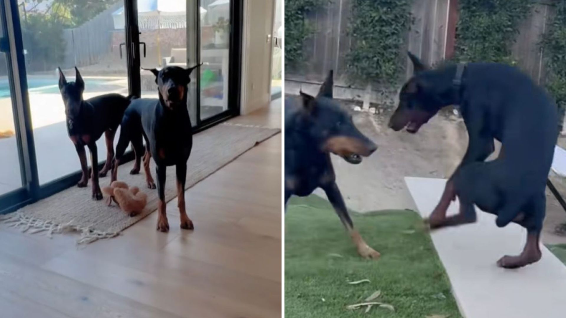 California Dogs Steal The Show In Hilarious Video Captured By Their Owner