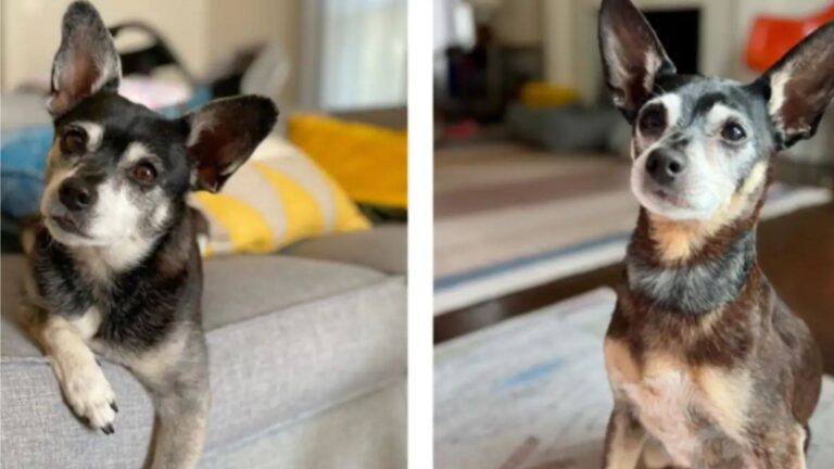 California Family Adopts A Dog Who Looks Just Like Their Late Pup, Then Learns A Shocking Truth