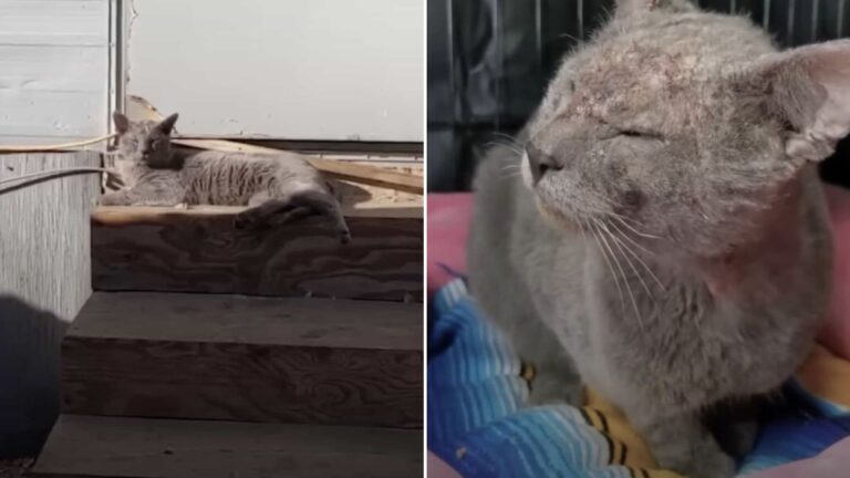 California Family Adopts A Shelter Cat, Then Does The Unimaginable A Few Months Later