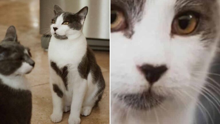 Cat With Heart-Shaped Markings