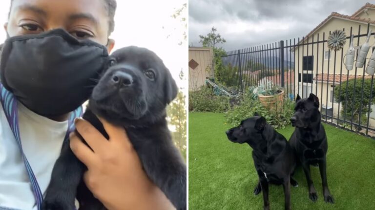 two lab pups