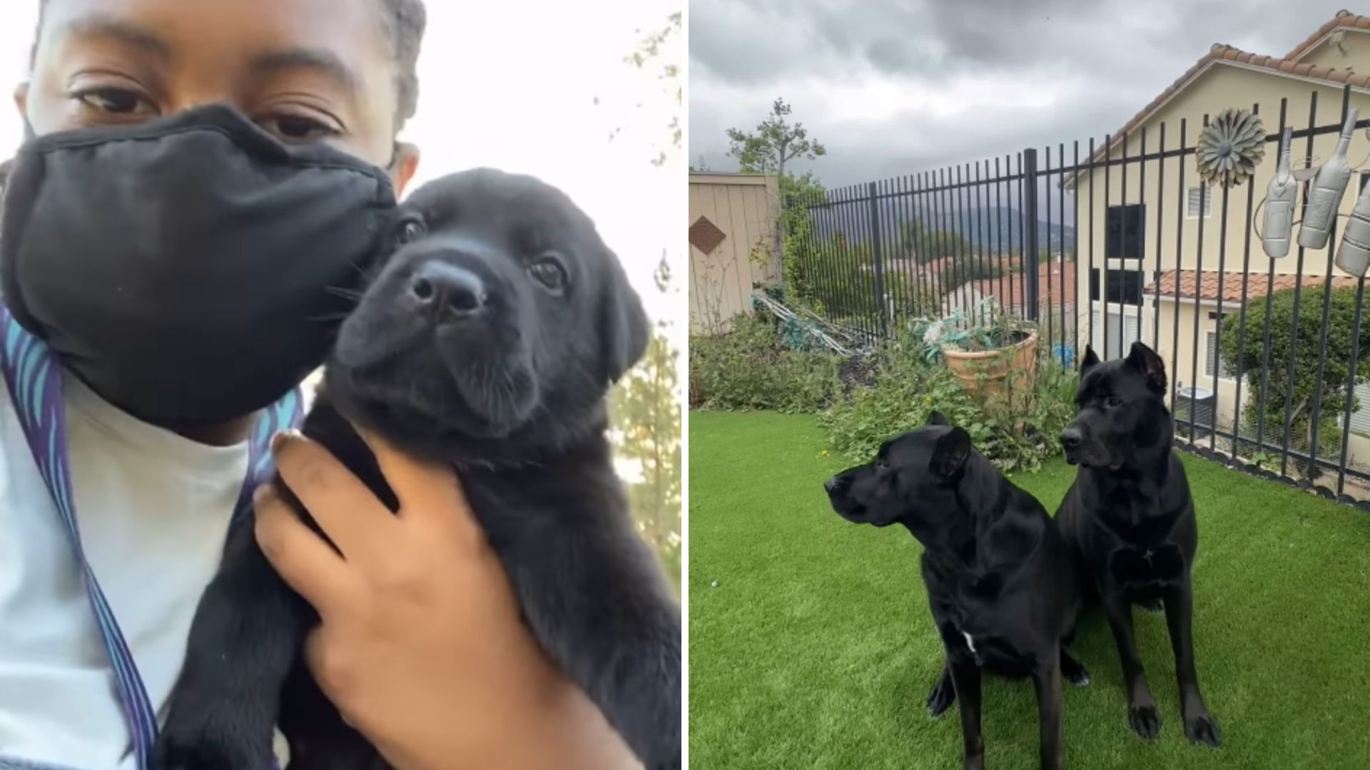 two lab pups