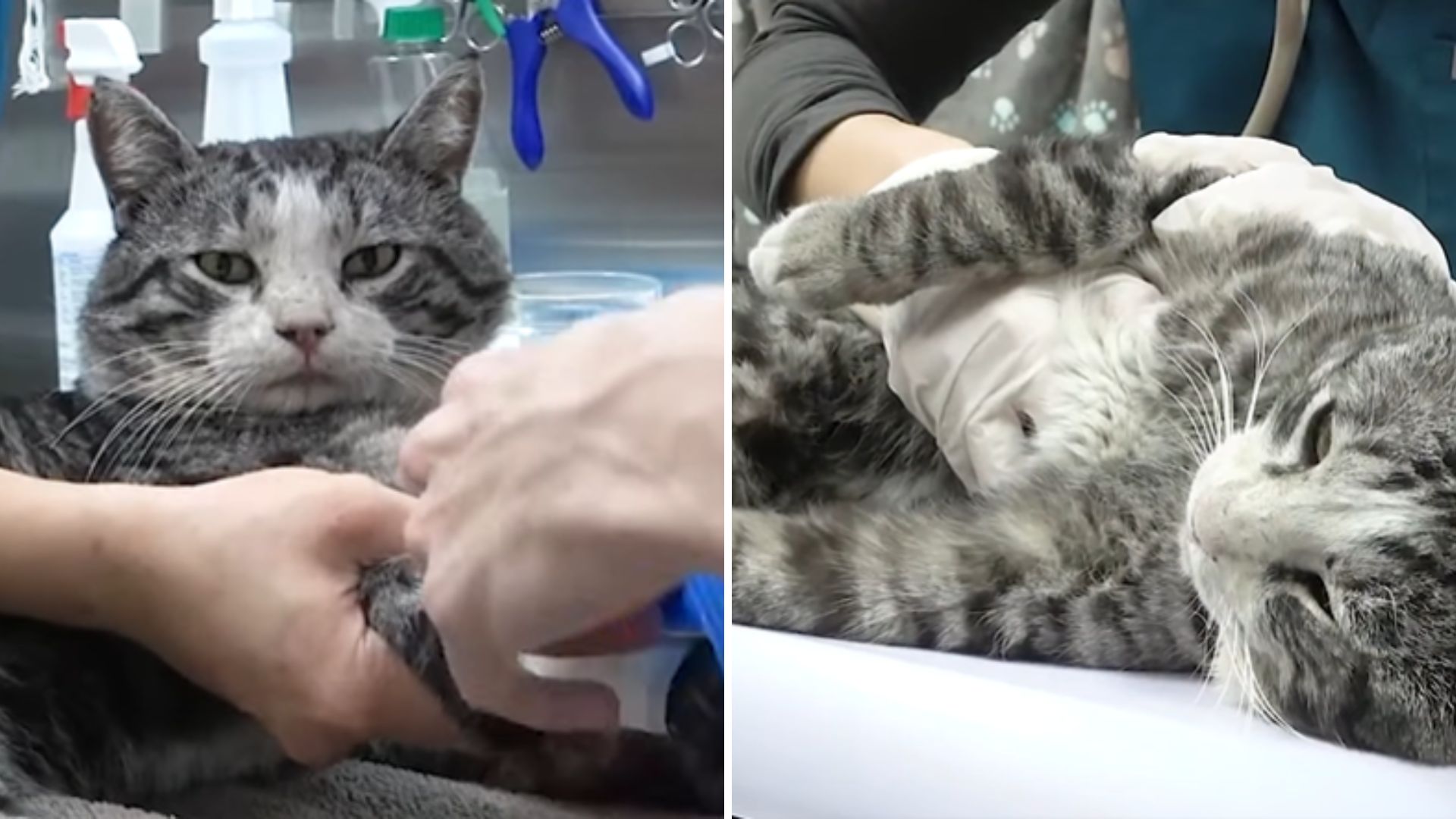 California Feline Found Severely Injured And Motionless On The Side Of The Road