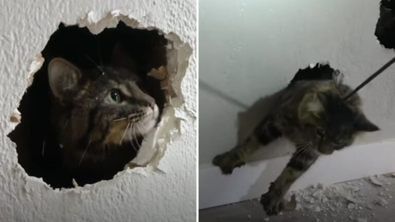 California Feral Cat Trapped In A Wall For Over A Week Pushes Rescuers To Their Limits