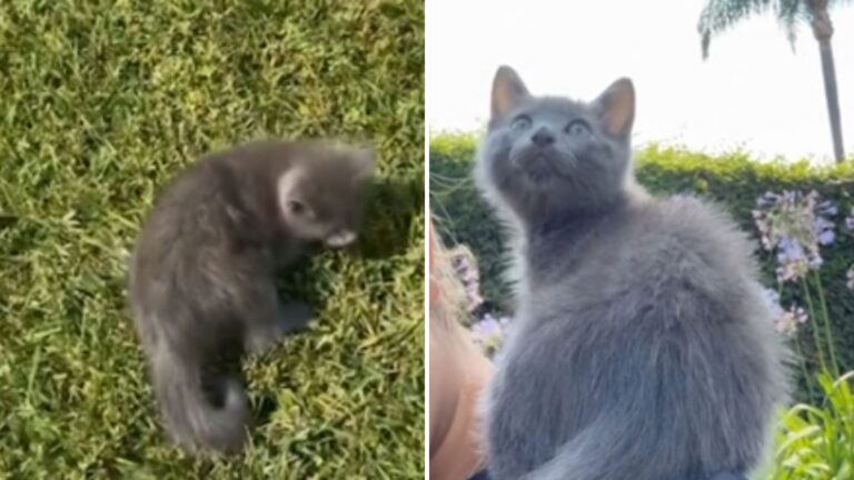 California Girl Drops Everything To Rescue Abandoned Kitten On Busy Highway