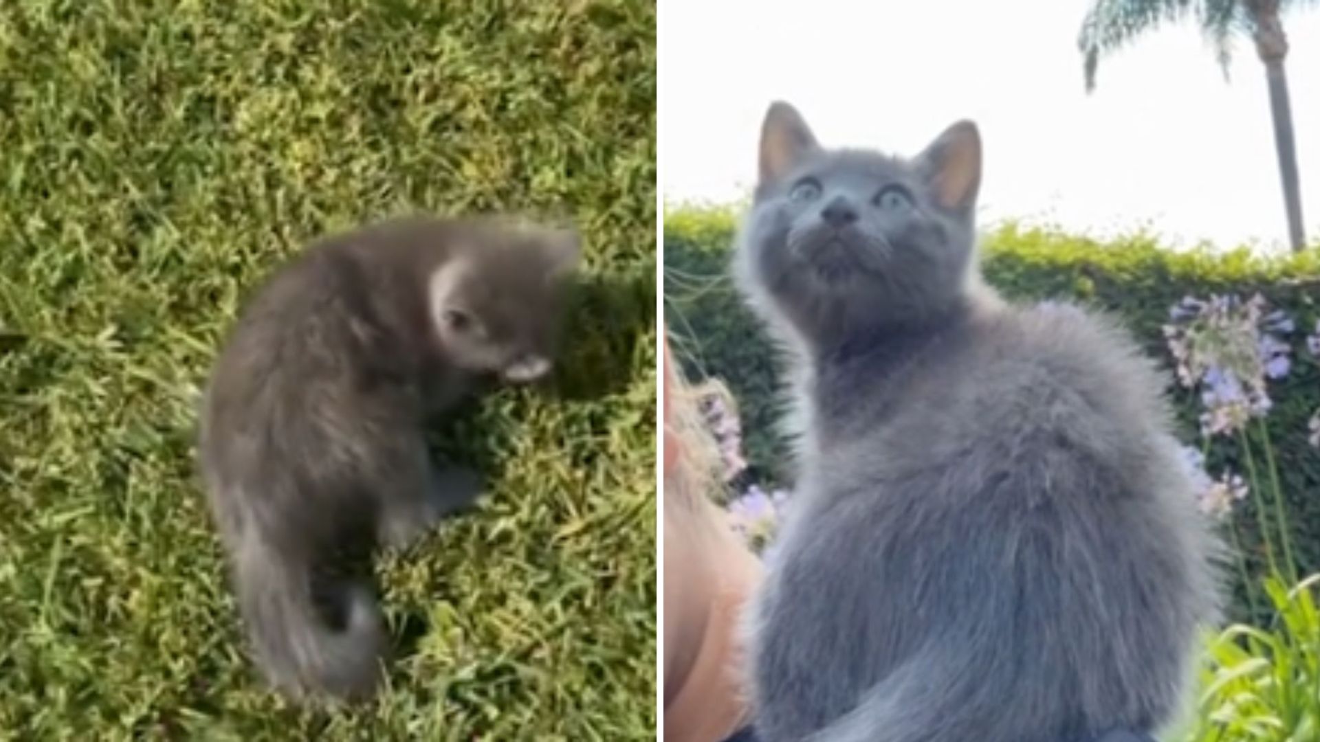 California Girl Drops Everything To Rescue Abandoned Kitten On Busy Highway