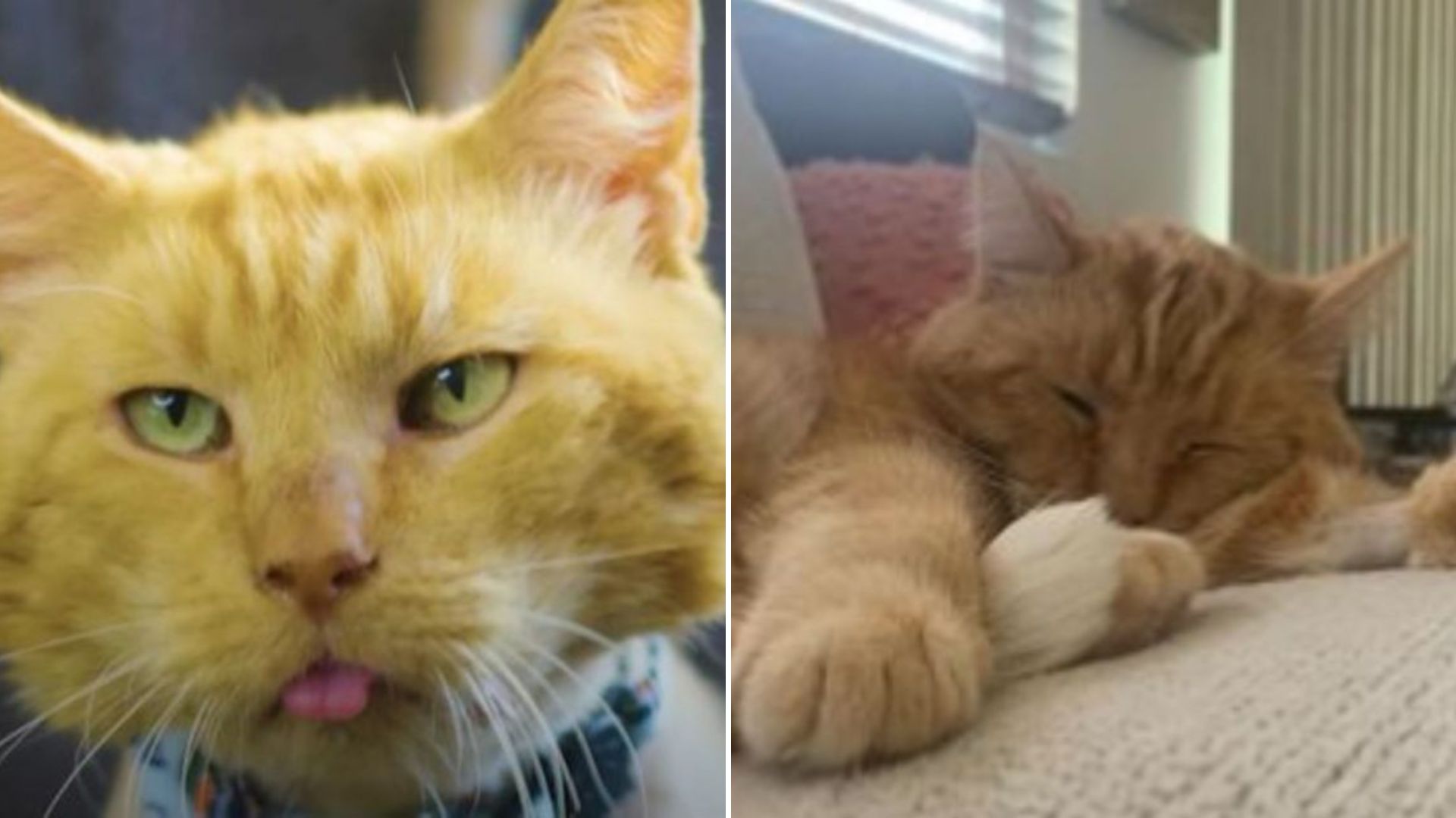 scruffy ginger cat
