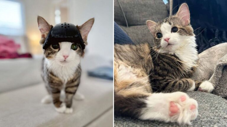 cat survives life threatening brain srugery