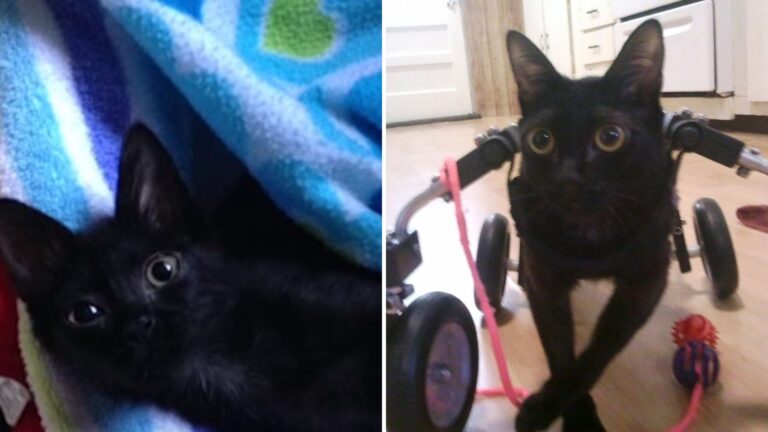 California Kitty With Special Wheelchair Gets All The Treats In The World