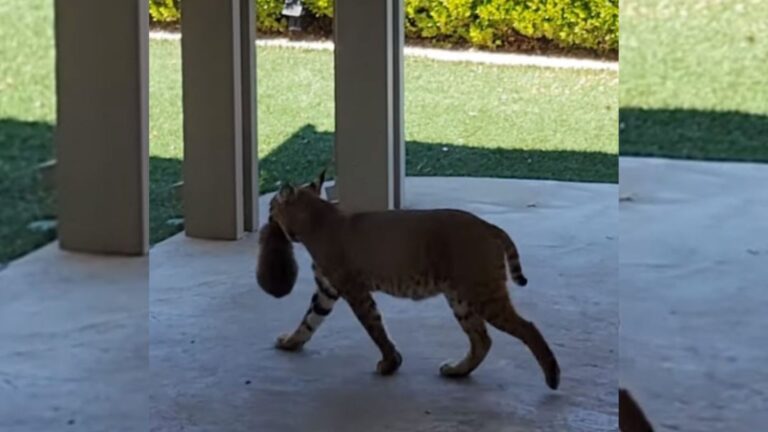 California Man Follows Bobcat Carrying Something And Makes A Shocking Discovery
