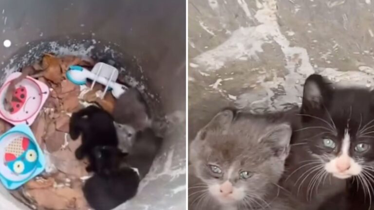 California Man Gets The Surprise Of A Lifetime Finding Tiny Kittens In Trash Can