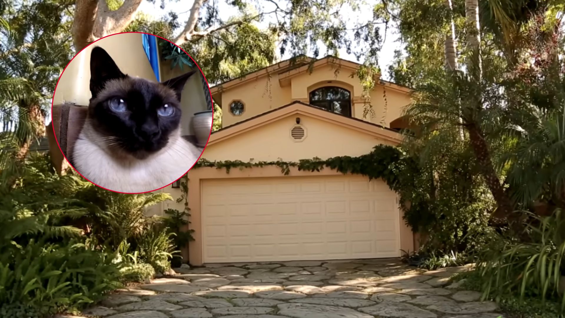 man makes amazing cat paradise