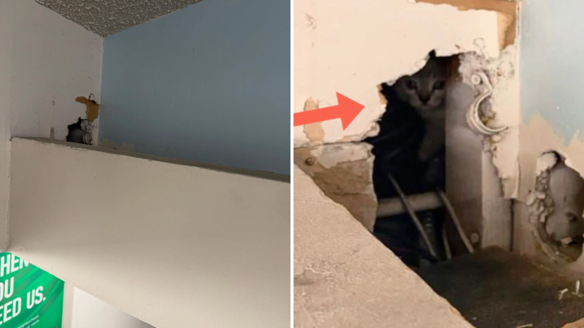 kittens in the ceiling