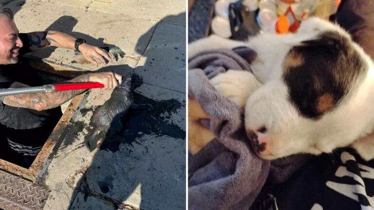 California Officers Race Against Time To Rescue Puppy Trapped In Sewage Drain