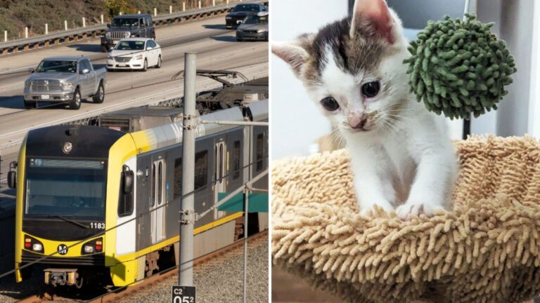cat abandoned at metro
