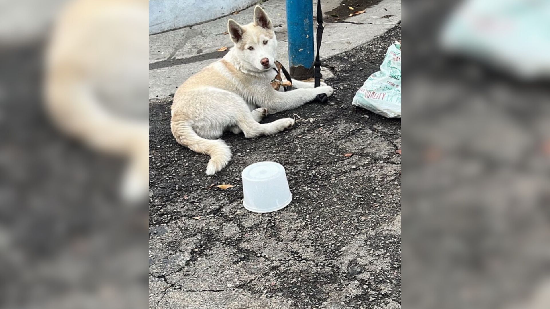 California Puppy Tied To A Pole Waits For Days Hoping Someone Will Finally Notice Him