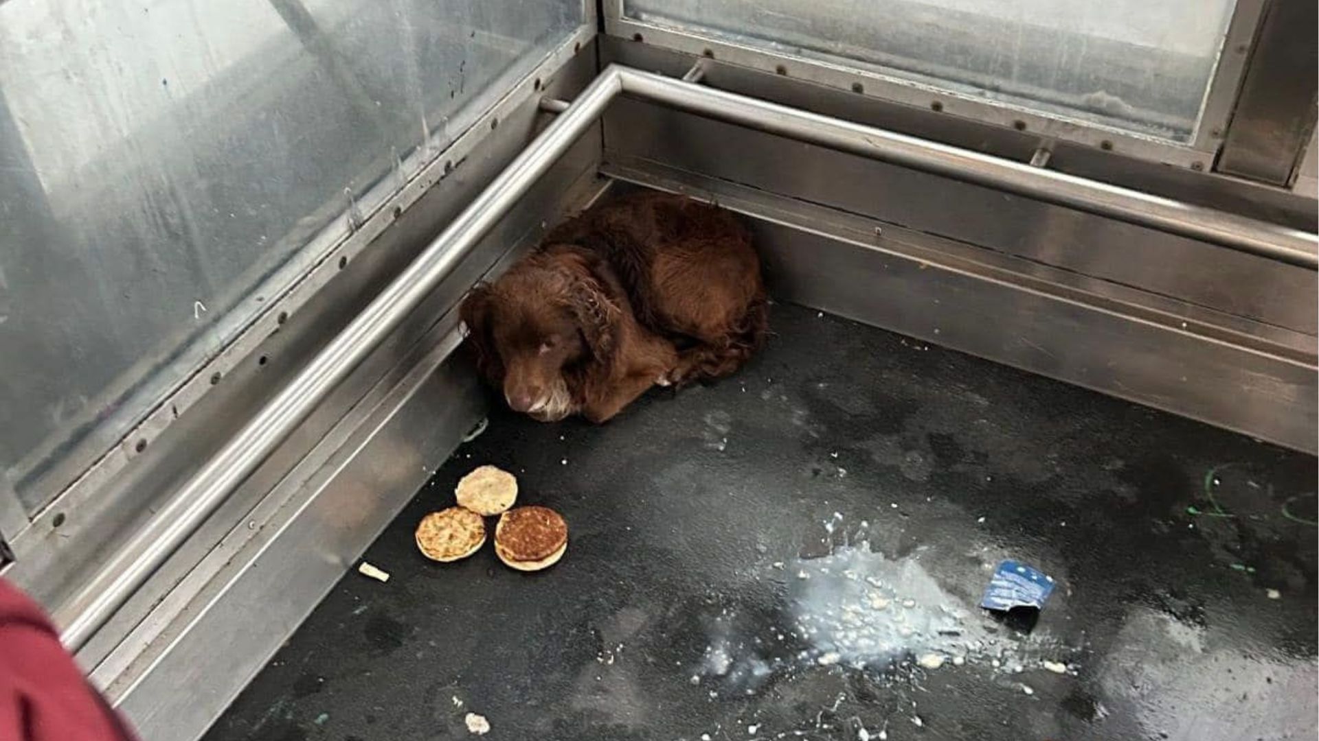 dog hiding in elevator