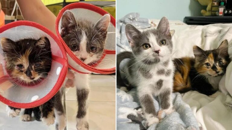 two kittens wearing cones