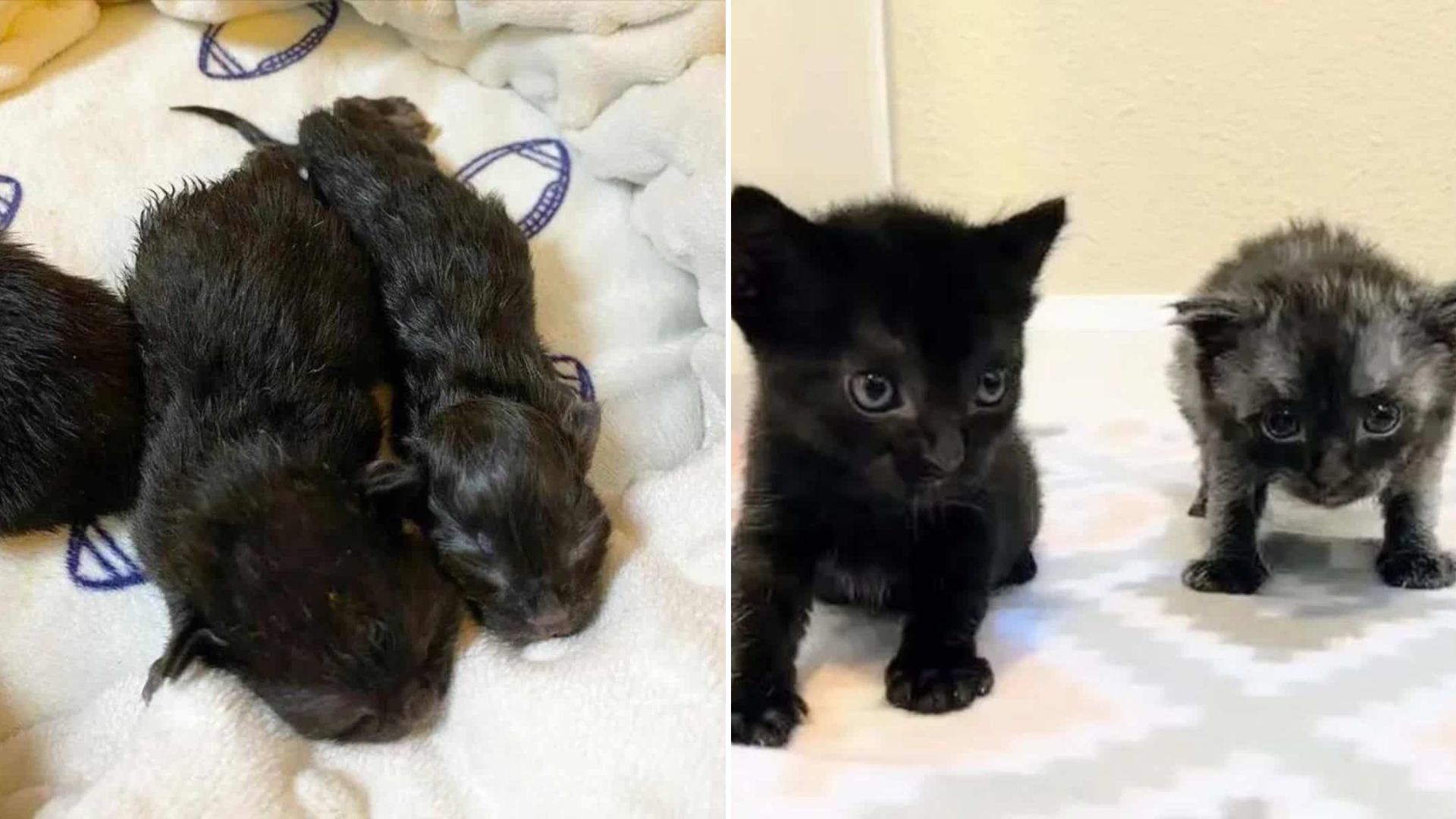 California Rescuers In Disbelief After Finding Two Fragile Lives Abandoned In A Backyard