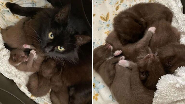 cat and four kittens