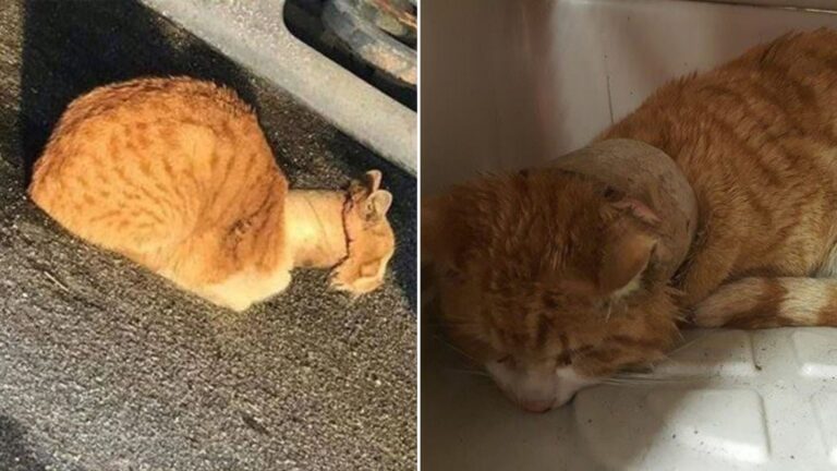 stray cat found with tape roll around his neck