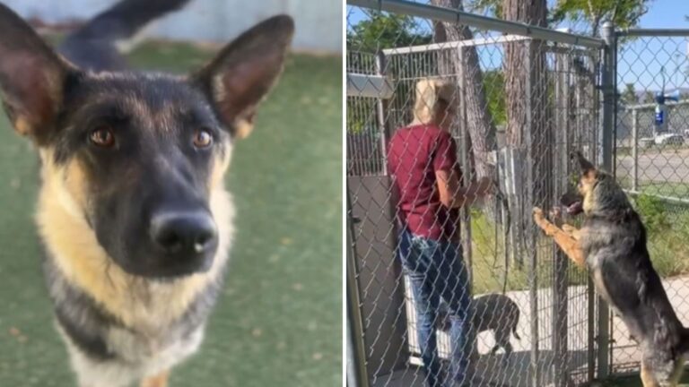 shelter dogs last walk before euthanasia
